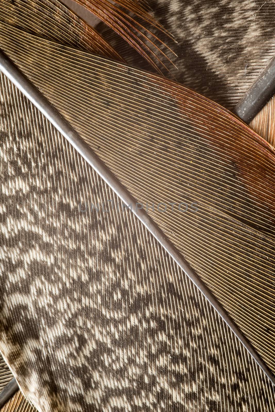 Beautiful abstract background close up of pheasant feathers by paddythegolfer