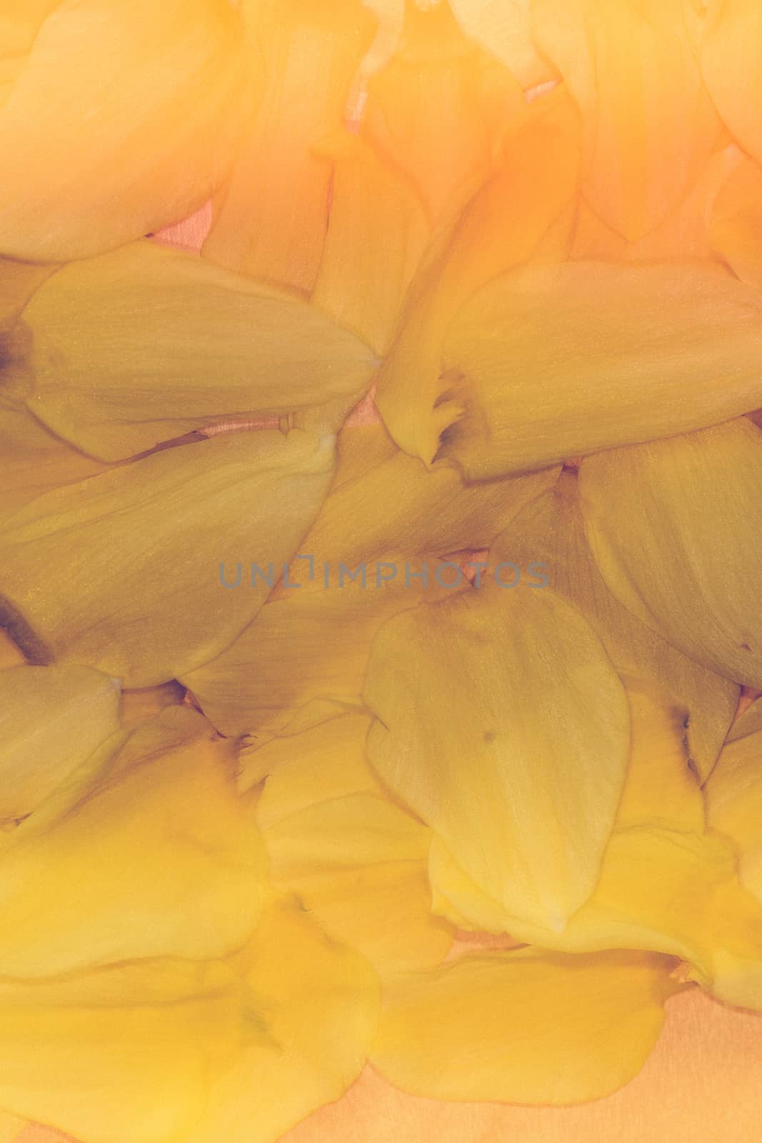 dry daffodils on a table on a dark background by paddythegolfer