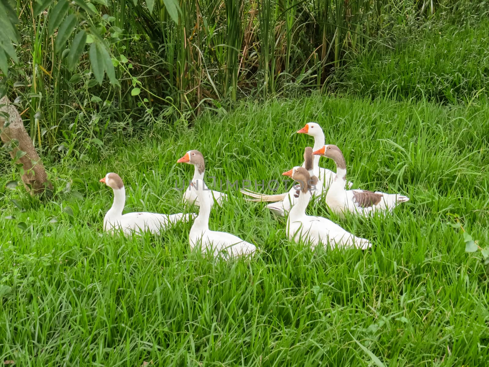 Several white geese together on the lawn on sunny day.