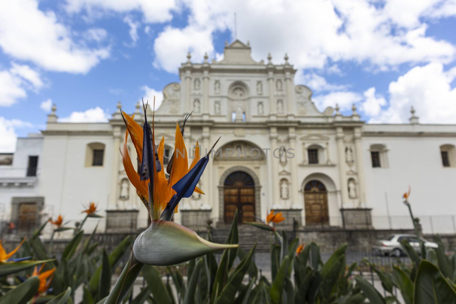 strelizia flower at the cathedral of antigua