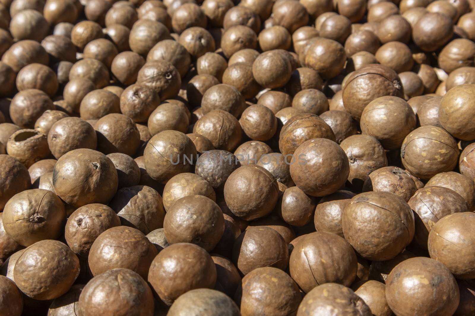 fresh macadamia nuts drying in the sun