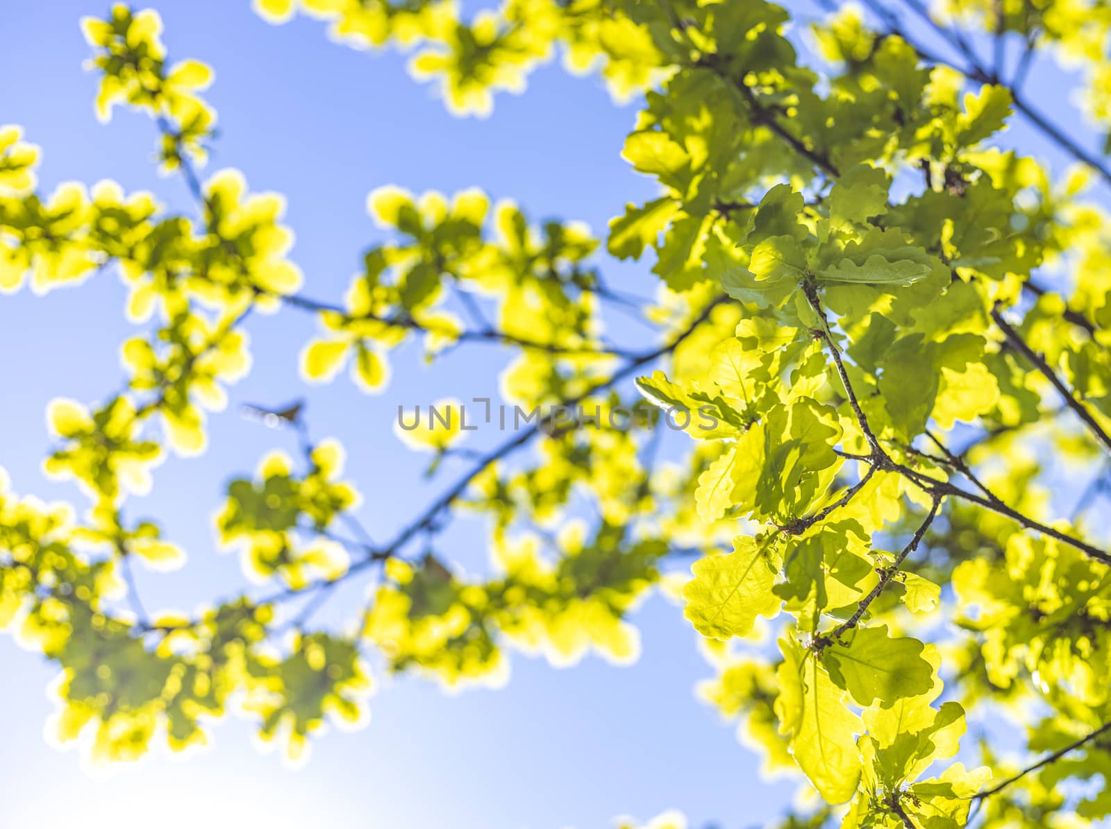 Close up green leaf nature on blurred greenery and blue sky background with copy space under sunlight, ecology, fresh concept.