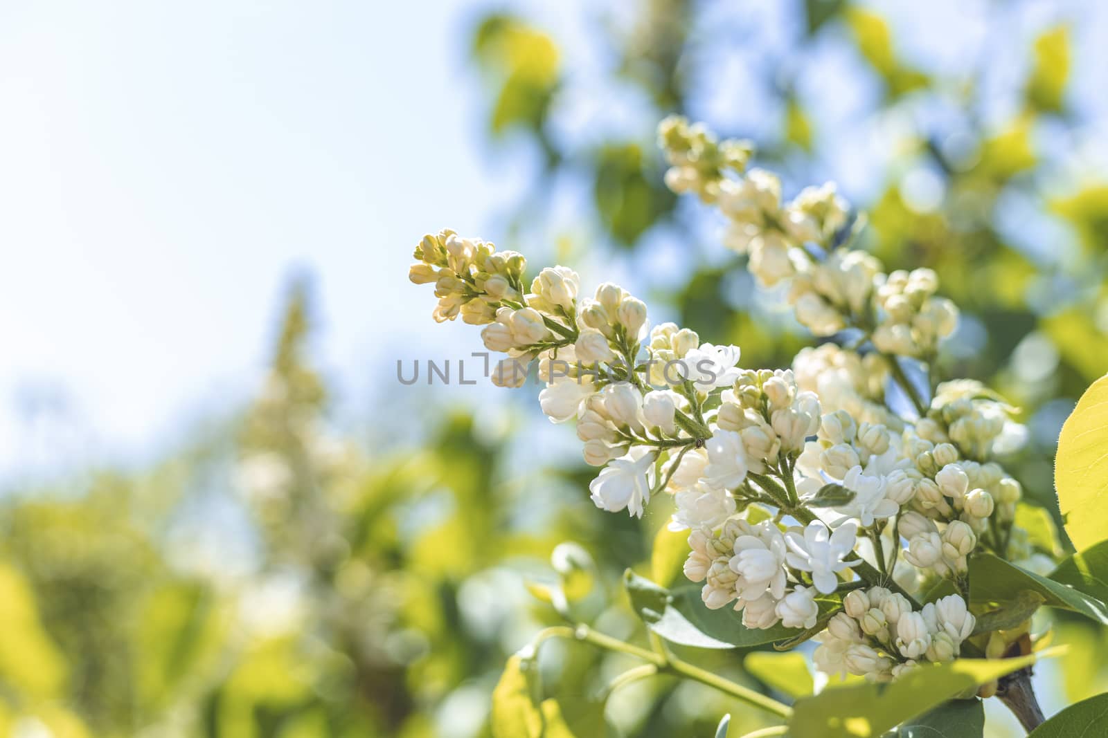 White lilac blossom branch spring. Spring blooming white lilac by ArtSvitlyna