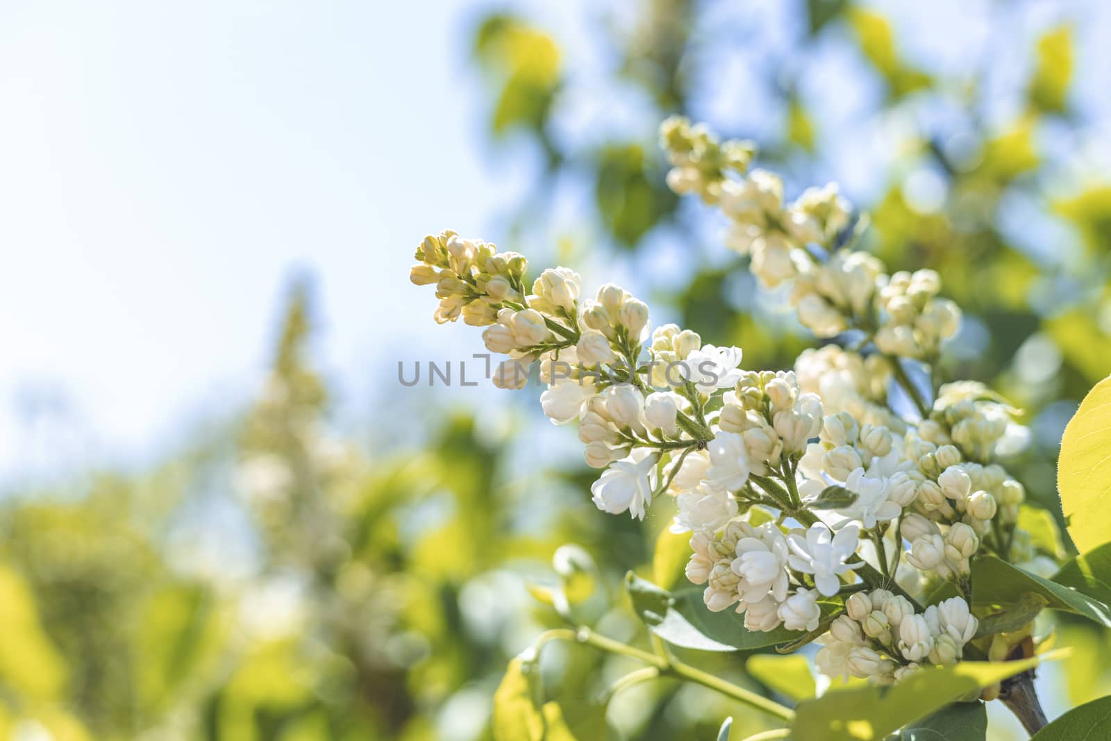 White lilac blossom branch spring. Spring blooming white lilac flowers. White lilac flowers in bloom