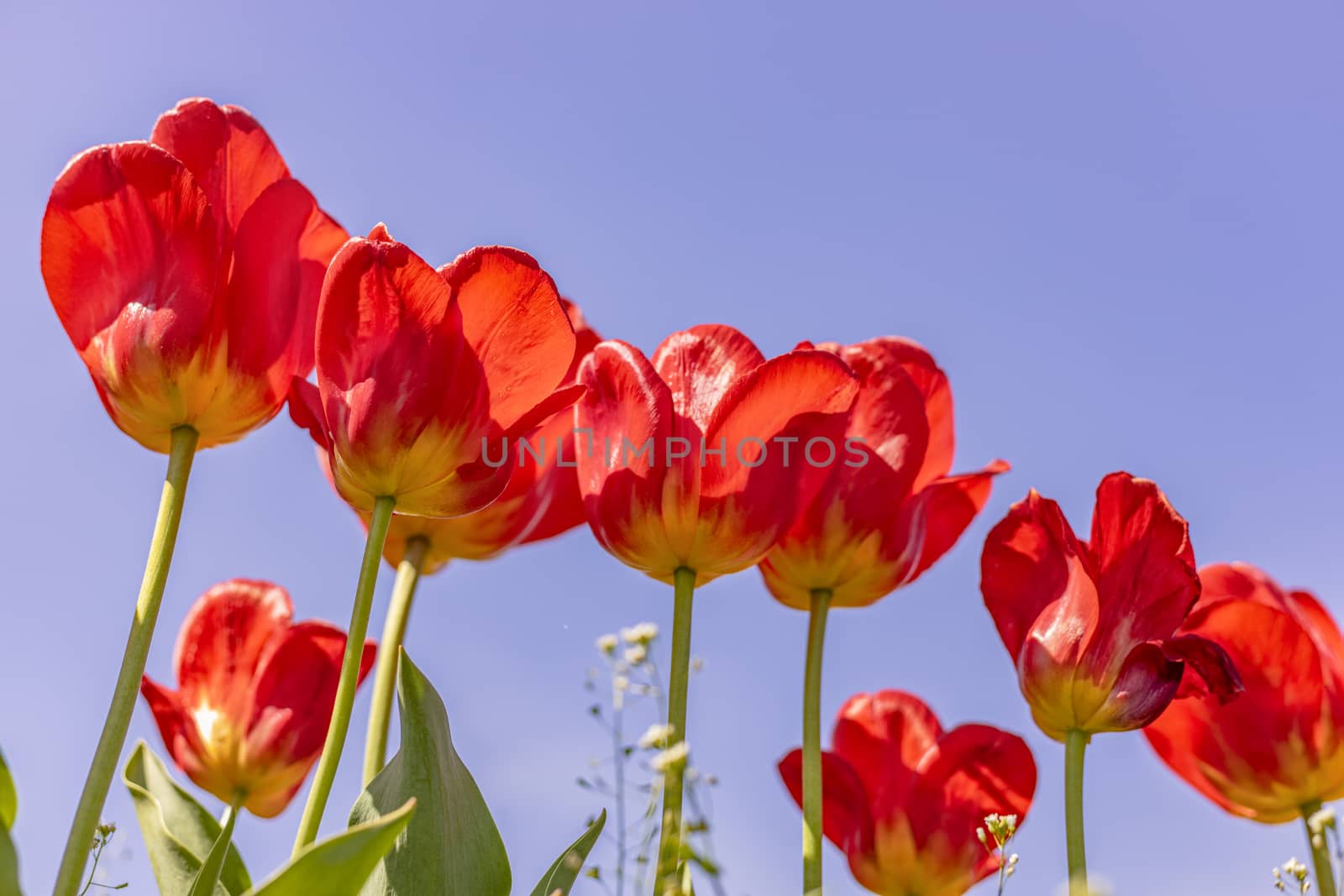 Bright red tulips on blue sky background. by ArtSvitlyna
