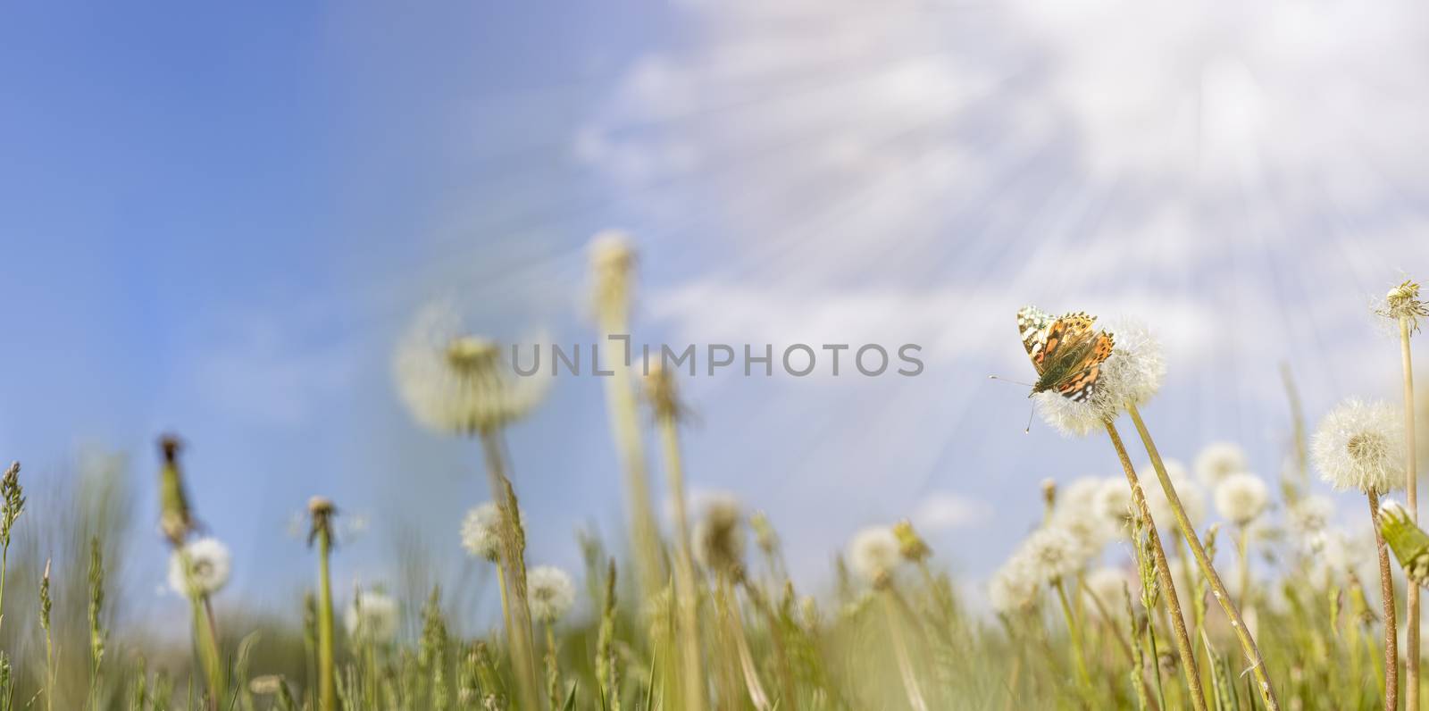 Panoramic view to spring background art with white fluffy dandelions and fluttering butterfly. Spring day, close up, shallow depths of the field. Meadow with spring flowers in sunny day.