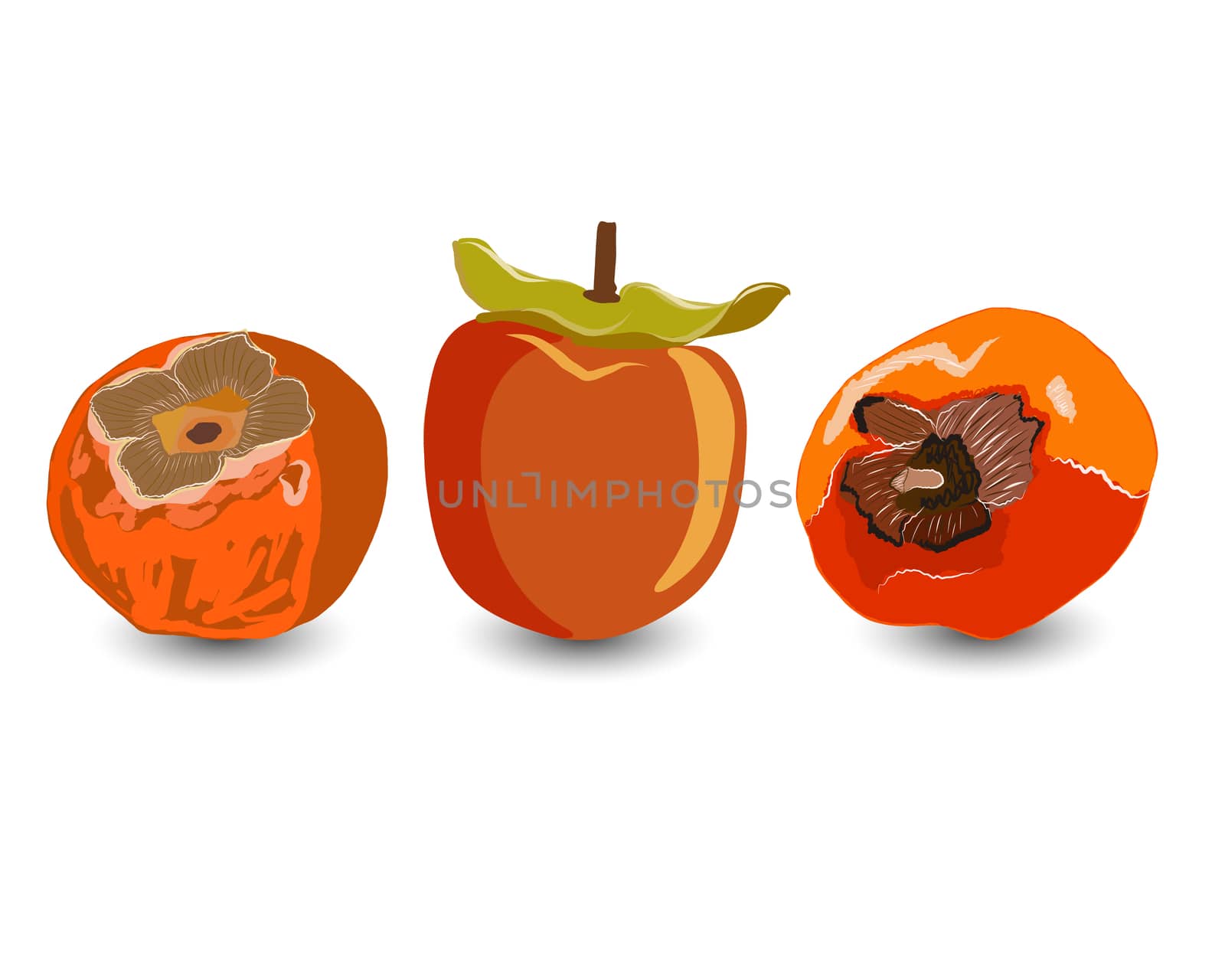 Tropical sharon fruit isolated on white background vector illustration. Orange persimmon whole and cut for design, banner, menu, poster, apparel.