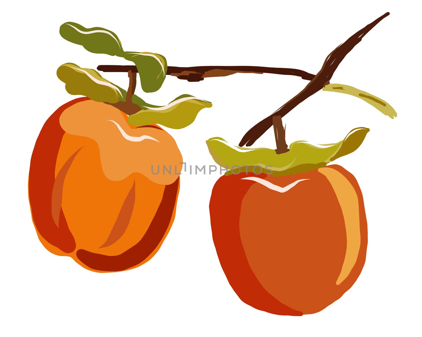 Sharon fruit branch with leaves isolated on white background vector illustration. Orange persimmon whole and cut for design, banner, menu, poster, apparel.