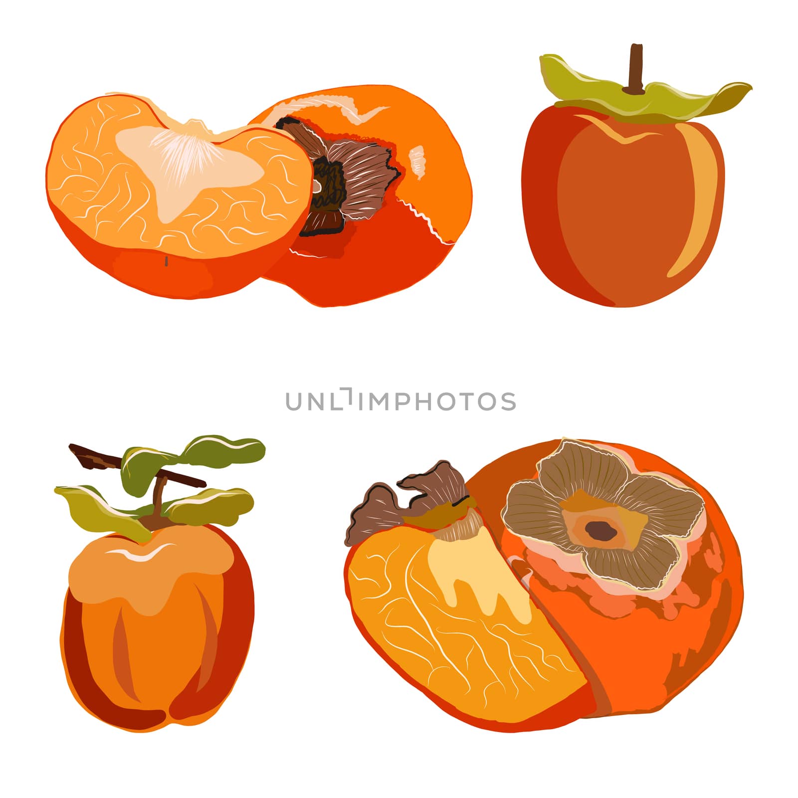 Persimmon whole and cut set isolated on white background. Sliced sharon fruit vector illustration. by Nata_Prando