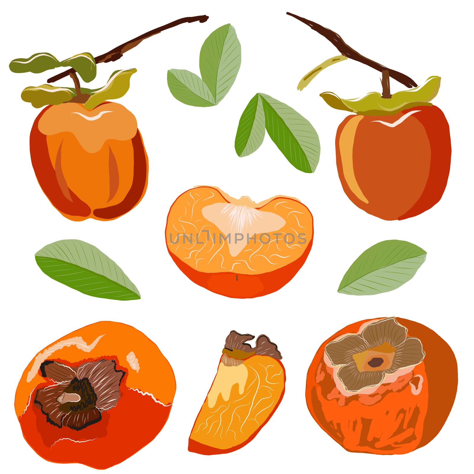 Persimmon set isolated on white background. Whole and sliced sharon fruit vector illustration. by Nata_Prando