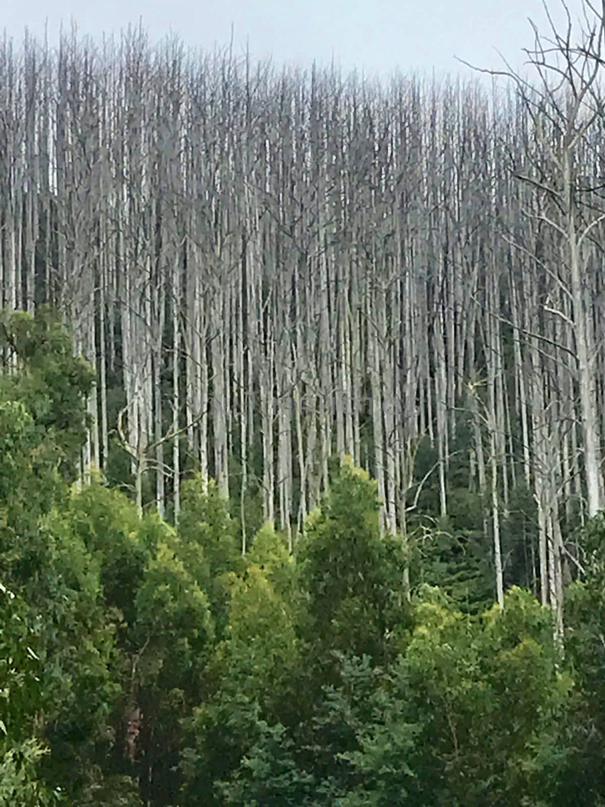 Old Burned Forest