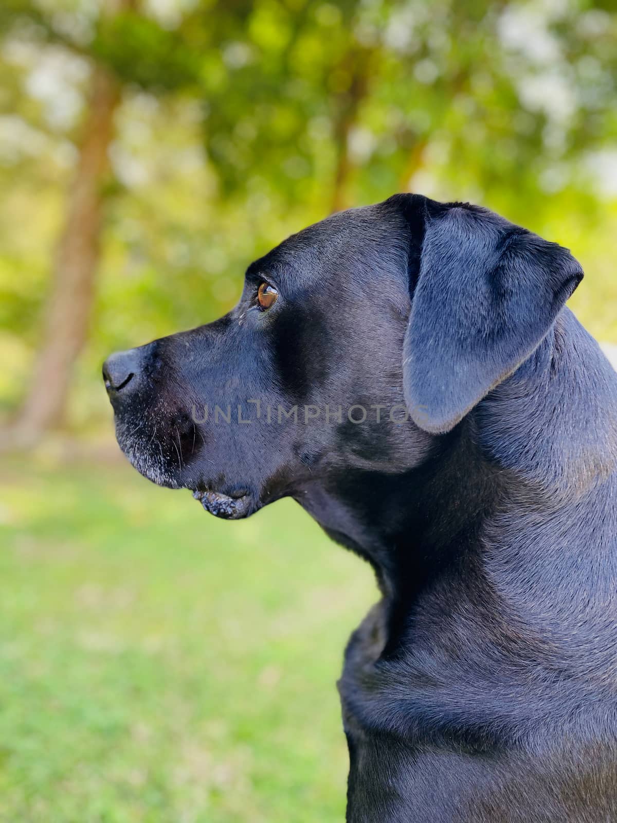 Black Labrador Portrait