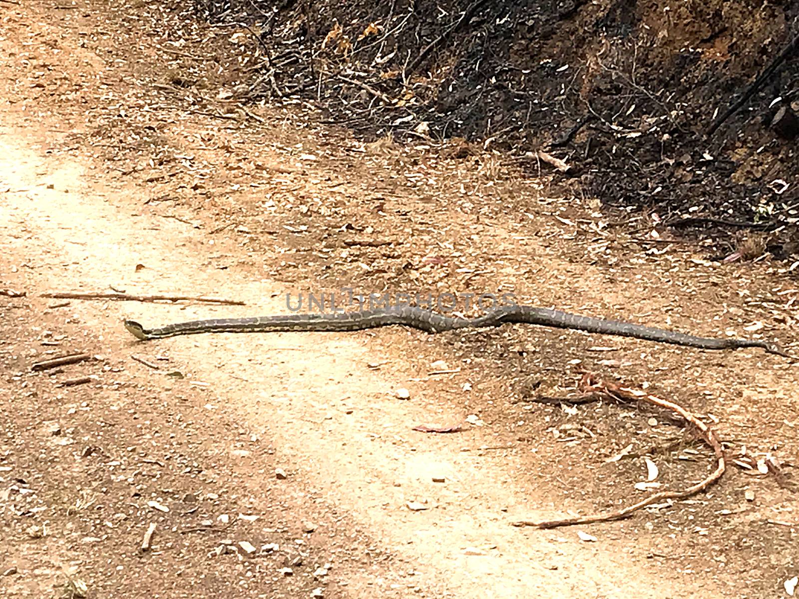 A beautiful, large diamond python crossing the road from the burned Australian bush (South Coast, NSW), to the green unburned side.