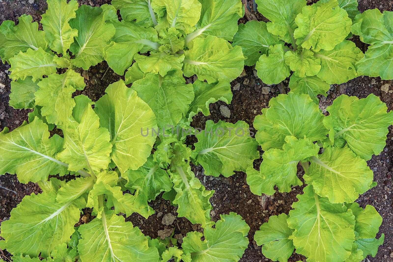 Group of lettuce planted in soil
