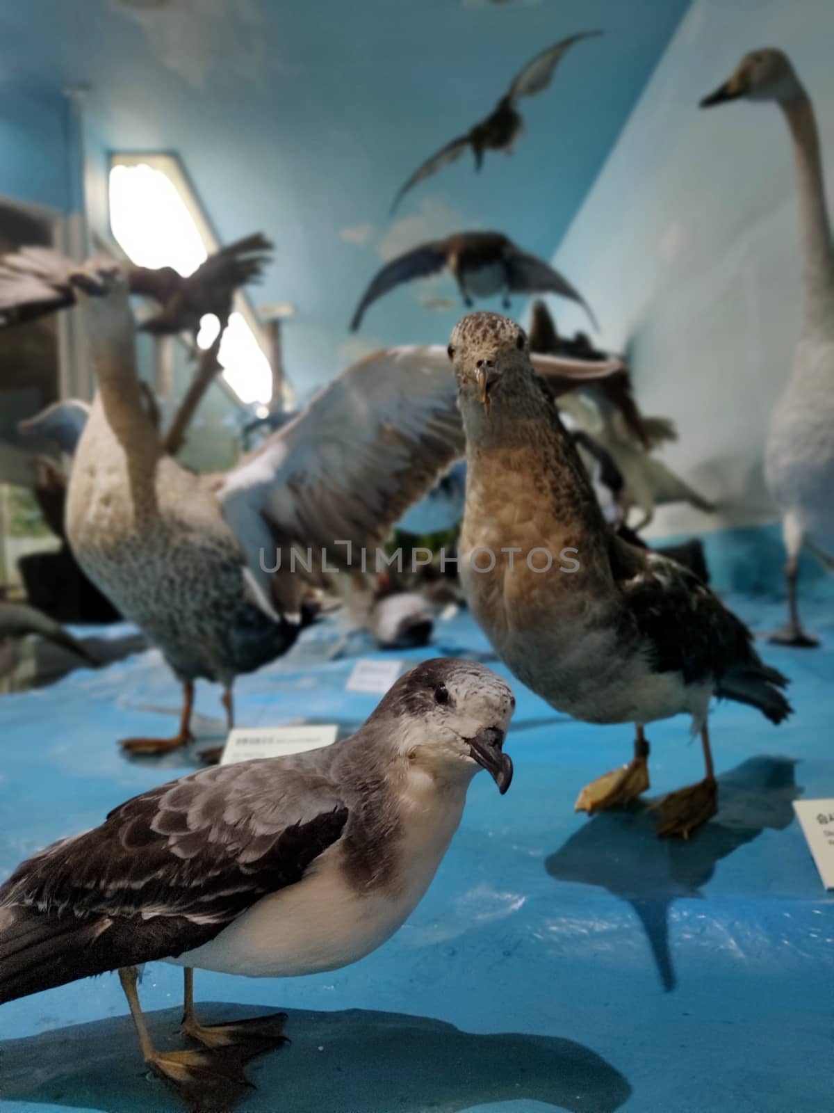 A taxidermy flock of birds in glass cage in Jeju Island, South Korea