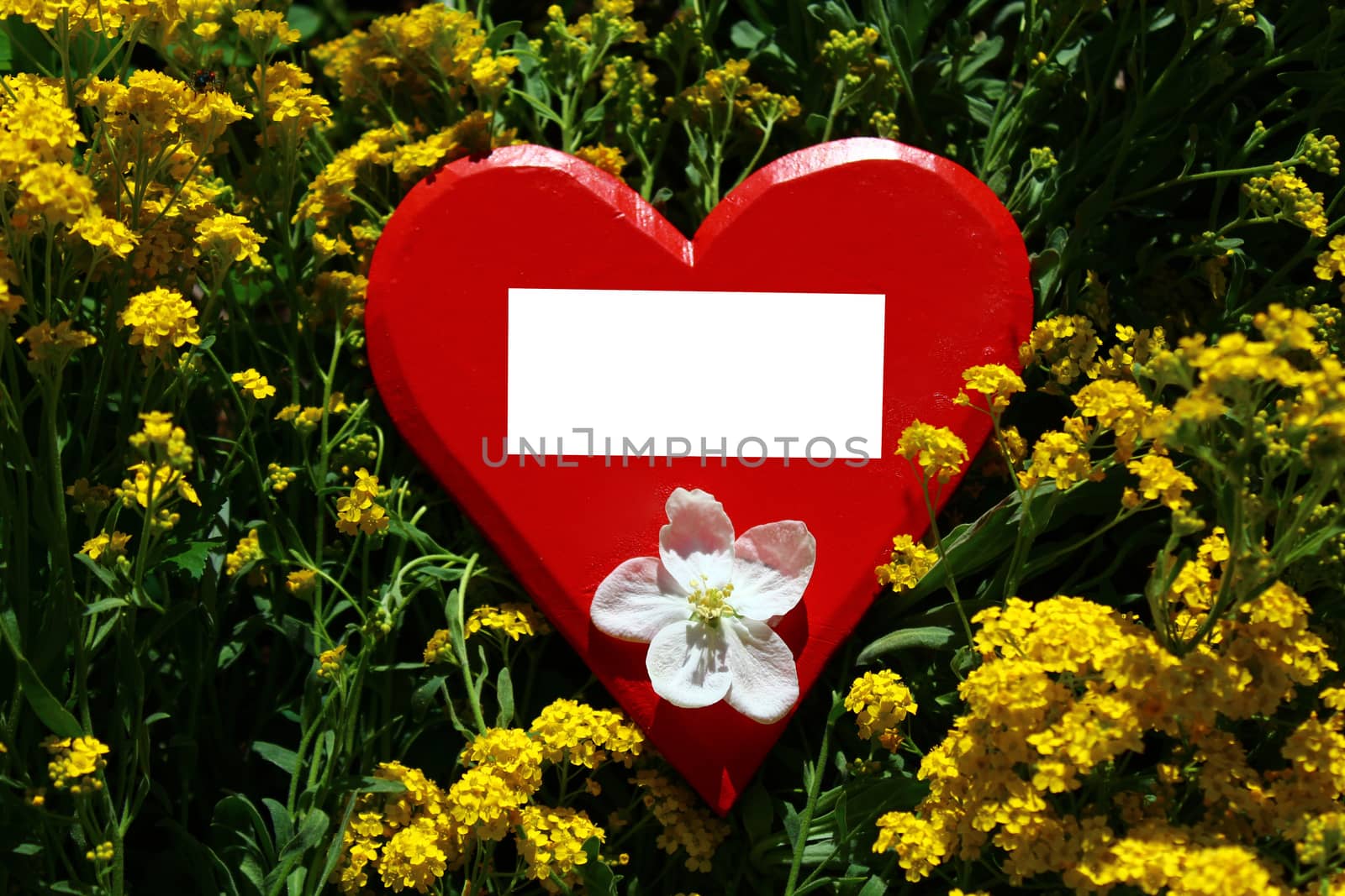 red wooden heart with a text space in alyssum by martina_unbehauen