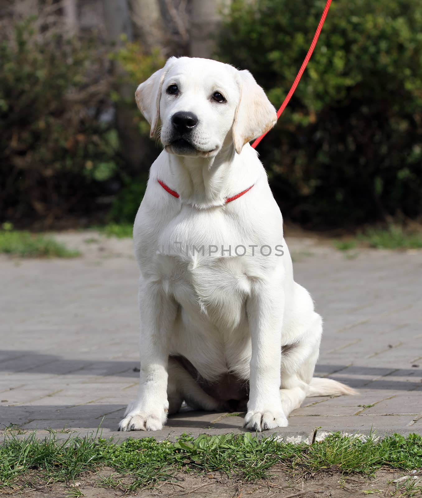 the yellow labrador playing in the park