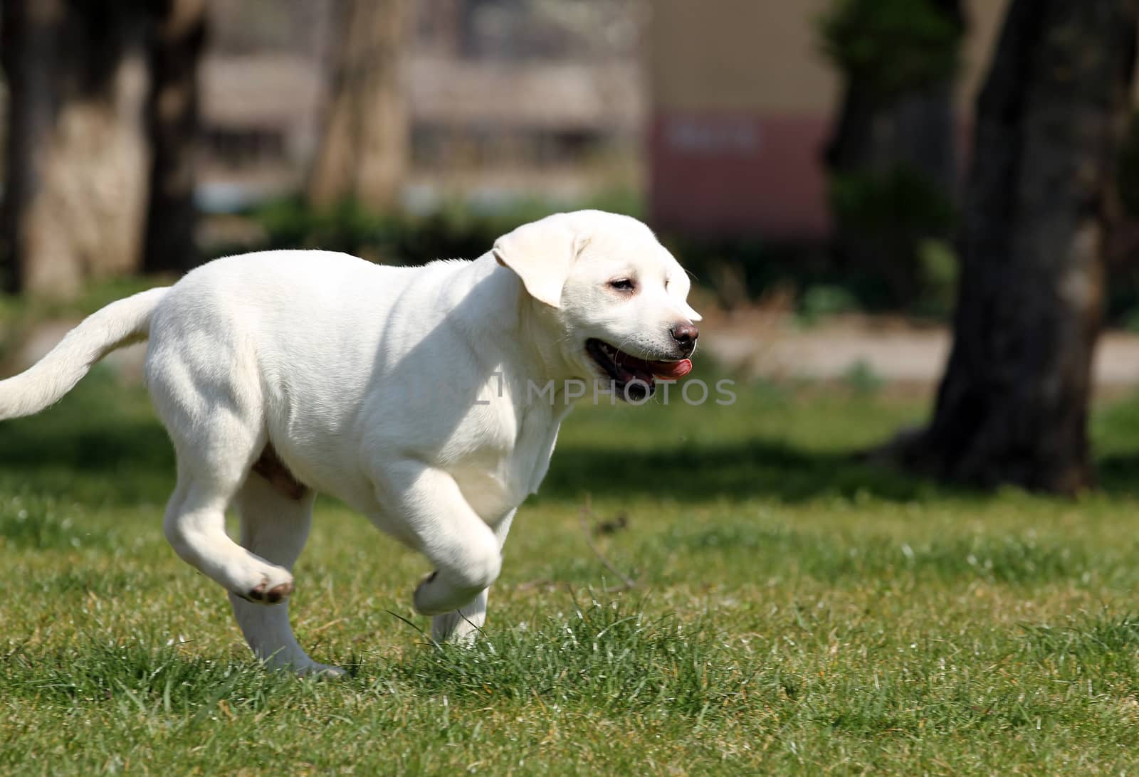 sweet yellow labrador playing in the park