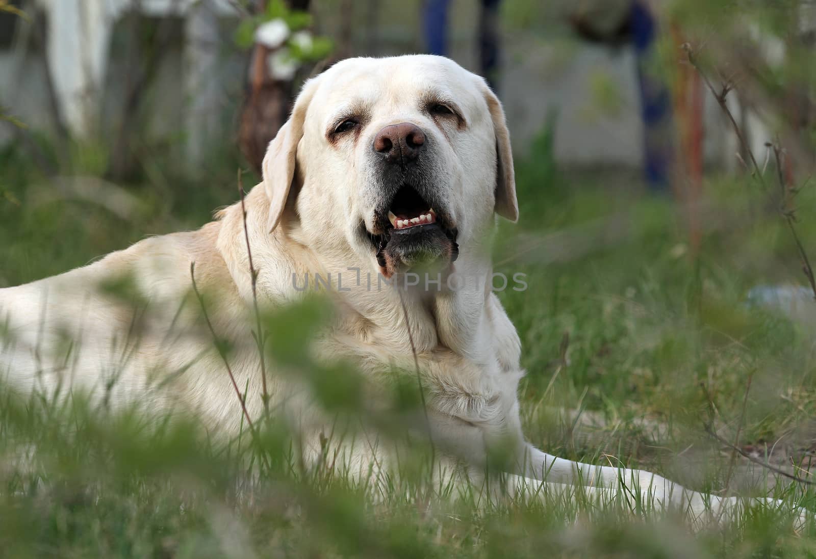 a yellow labrador playing in the park