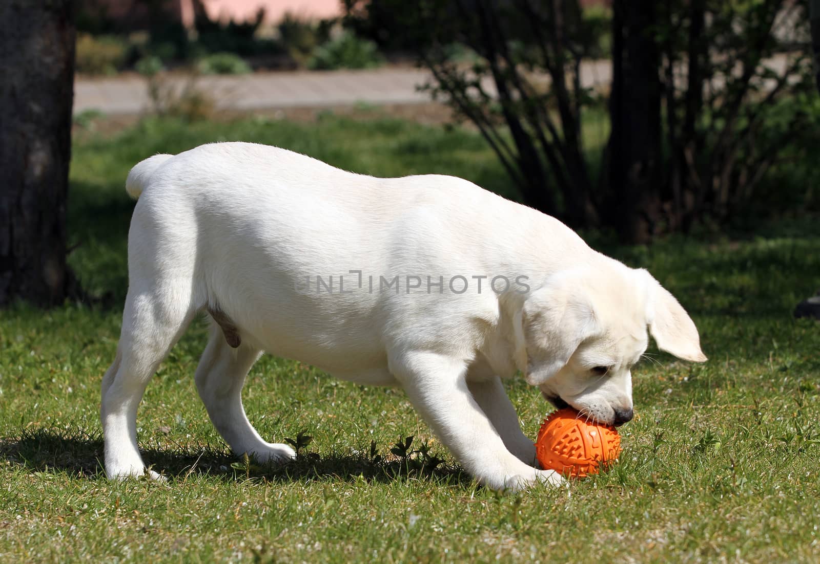 nice sweet yellow labrador playing in the park