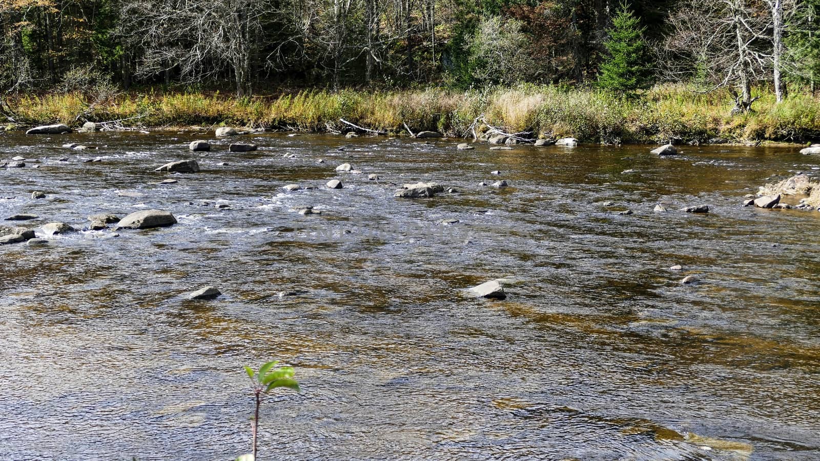 Running Creek Through Rocks and Stones Causing White Water on a Sunny Autumn Day