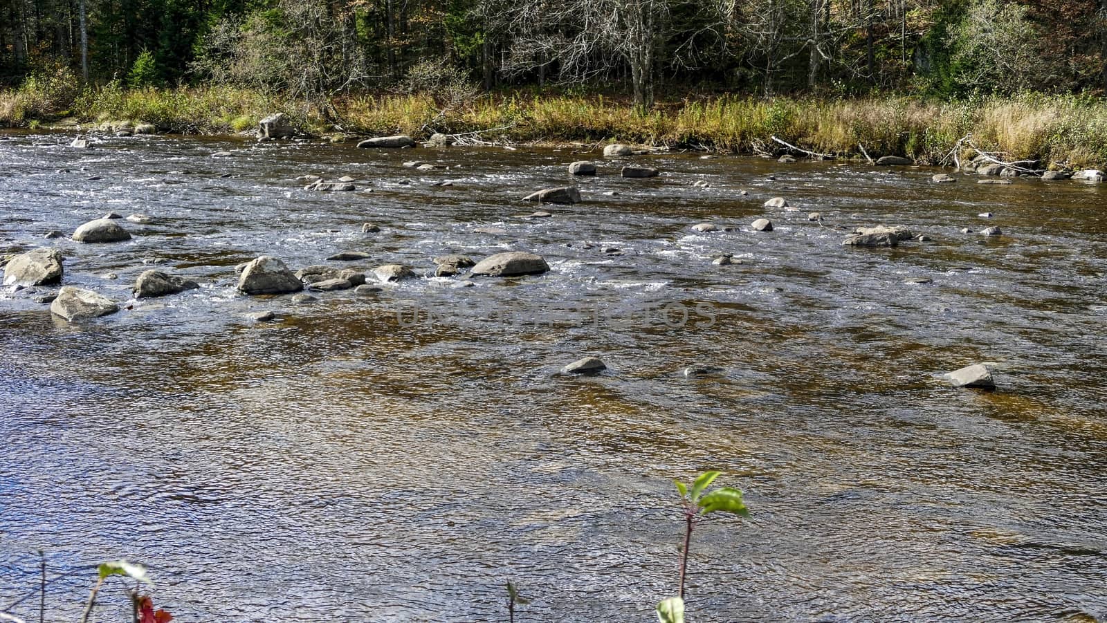 Running Creek Through Rocks and Stones Causing White Water on a Sunny Autumn Day