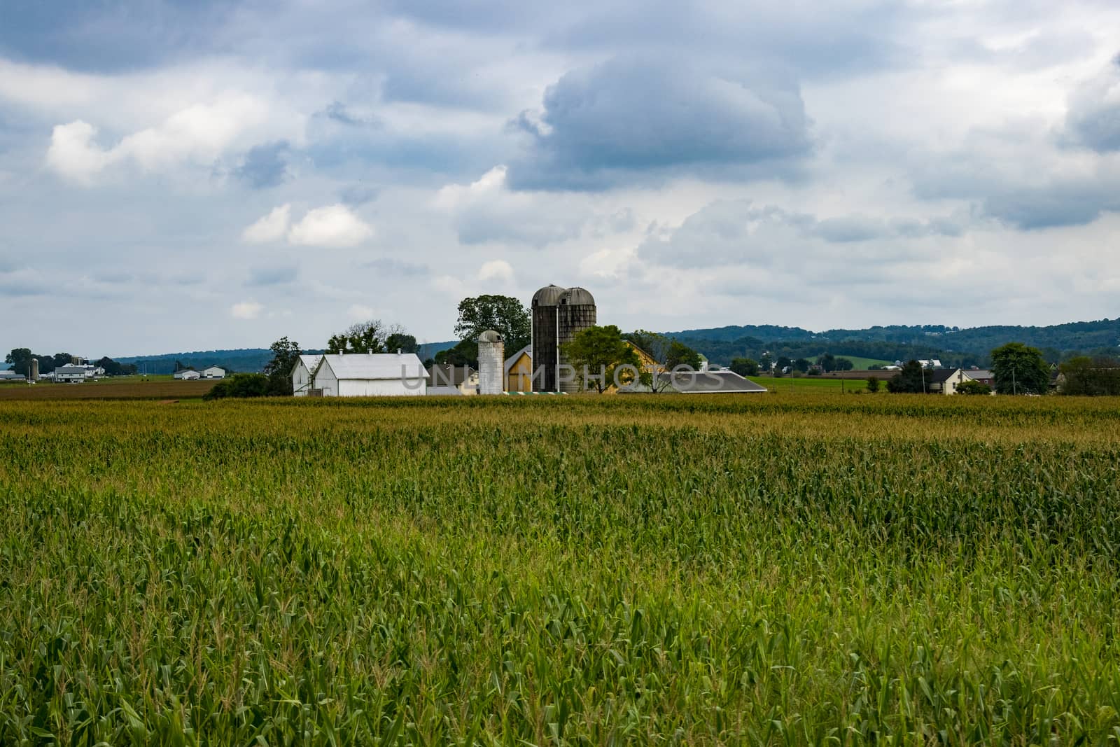 Corn Fields Waiting for Harvest on a Sunny Summer Day