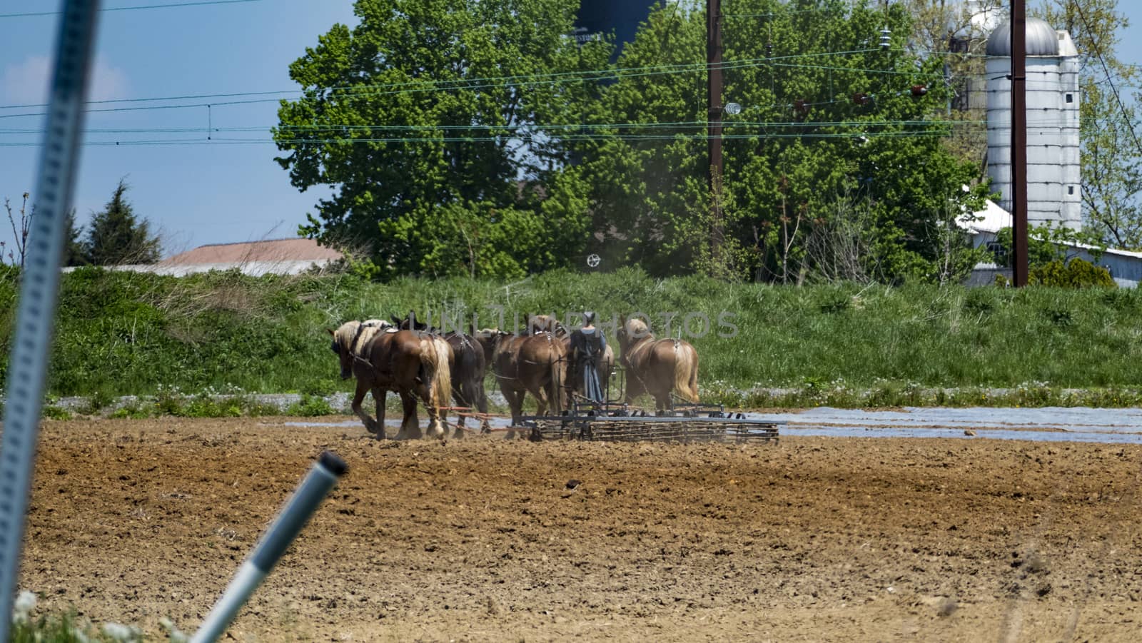 Amish Woman Plowing Field on a Sunny Summer Day