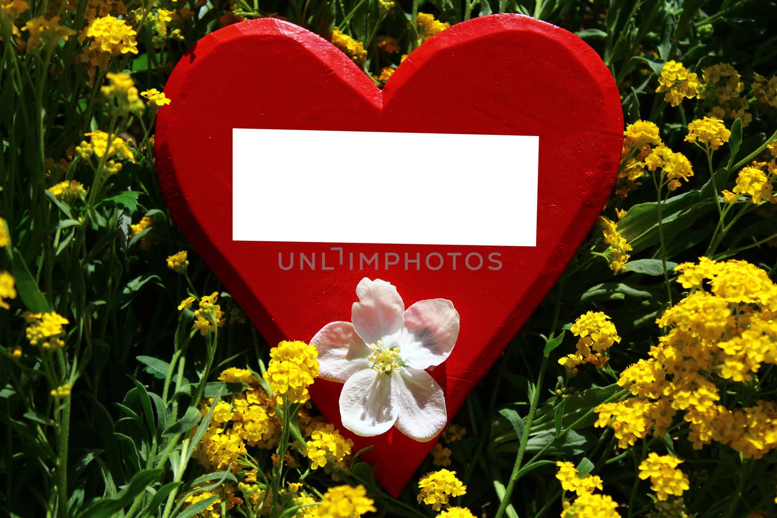 The picture shows a red wooden heart with a text space in alyssum