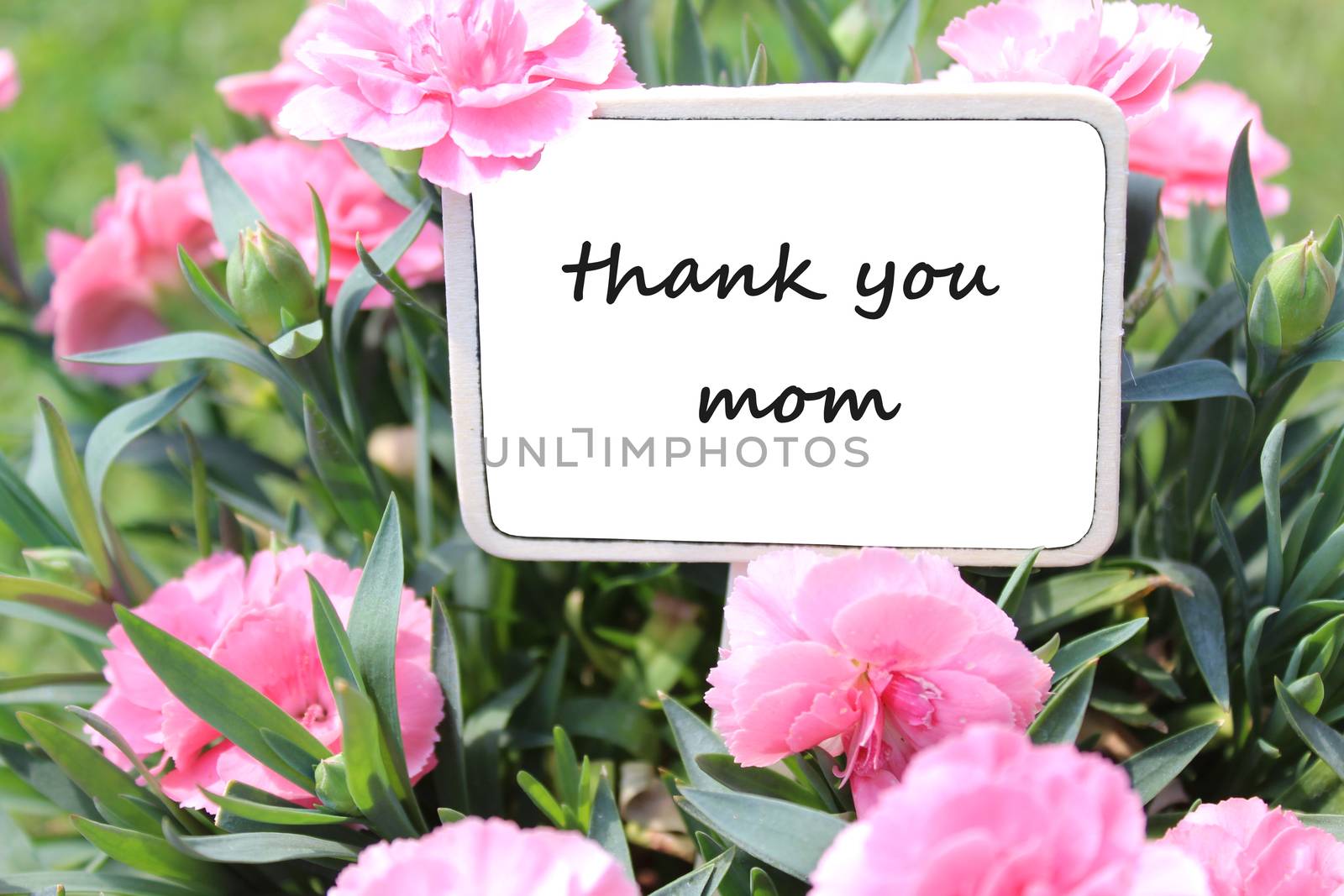 The picture shows a mother`s day greetings with carnations