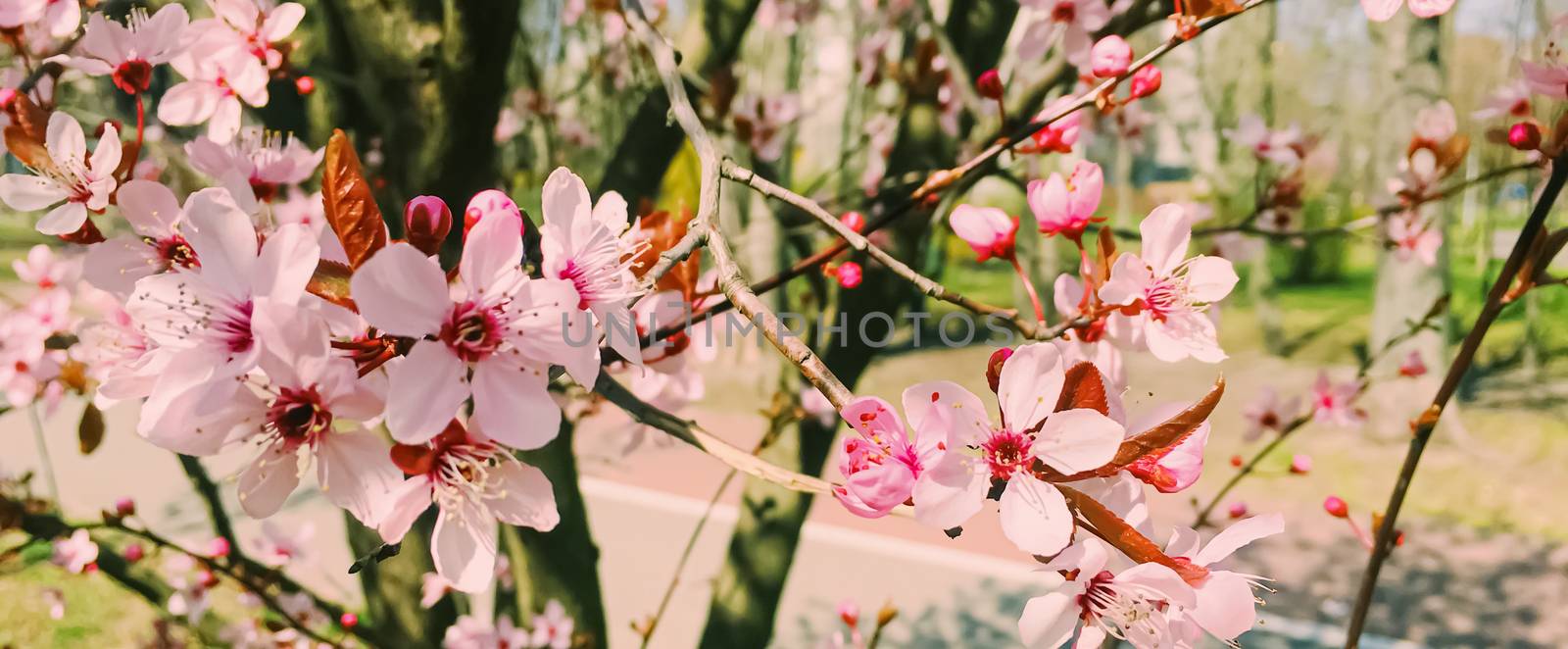 Apple tree flowers bloom, floral blossom in spring by Anneleven