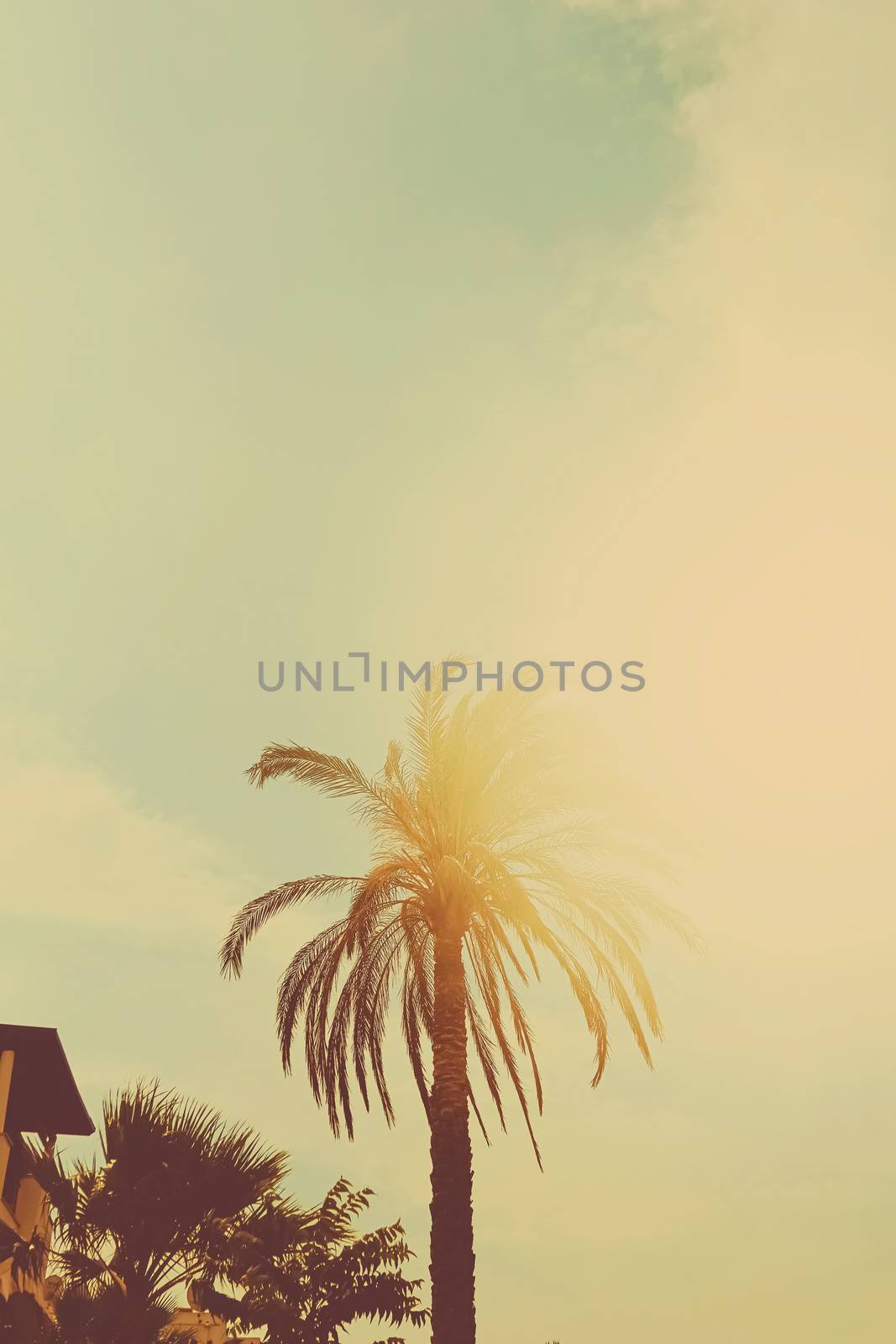 Tropical palm tree leaves in hot summer day as vintage background, summer nature and travel concept