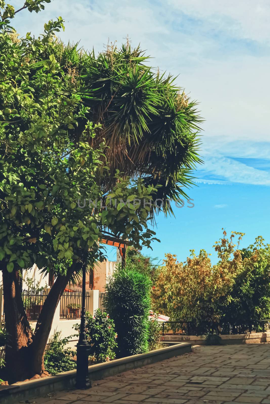 Beautiful trees in southern climate in summer by Anneleven