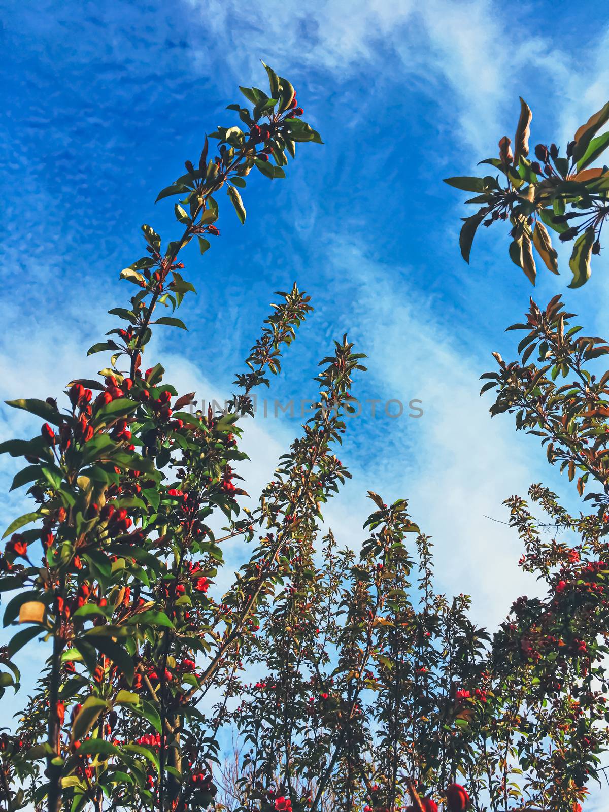 Red berries on tree at sunset in spring, nature and agriculture