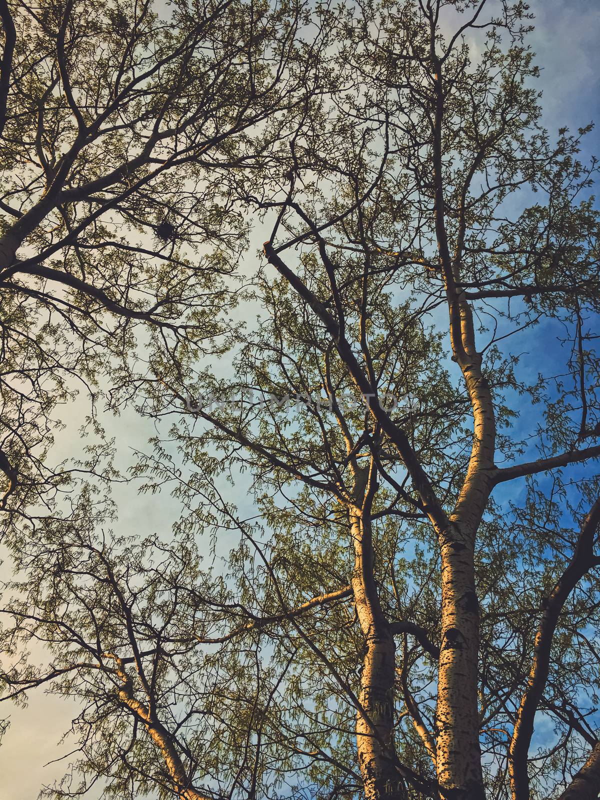 Beautiful trees and sky at sunset in spring by Anneleven