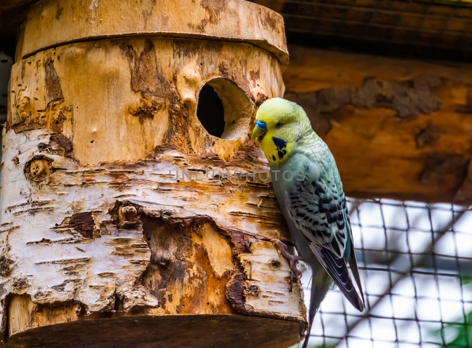 closeup portrait of a yellow budgie parakeet on its birdhouse, tropical bird specie from Australia by charlottebleijenberg