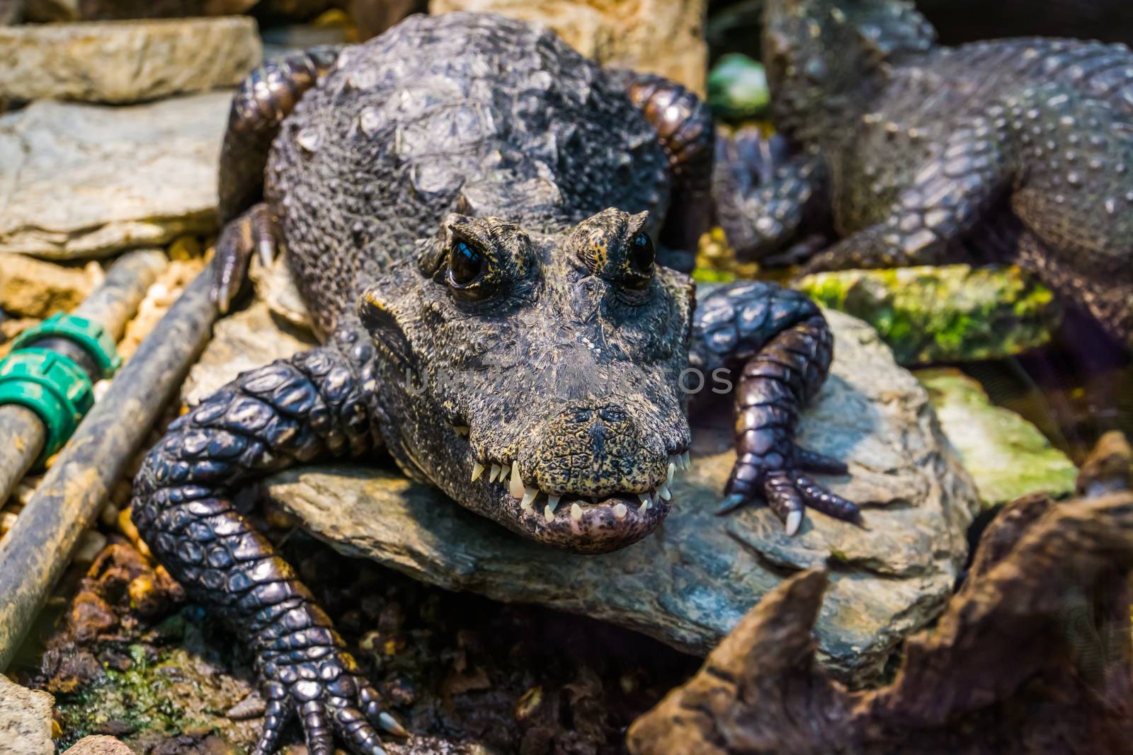 closeup portrait of a african dwarf crocodile, tropical and vulnerable reptile specie from Africa by charlottebleijenberg