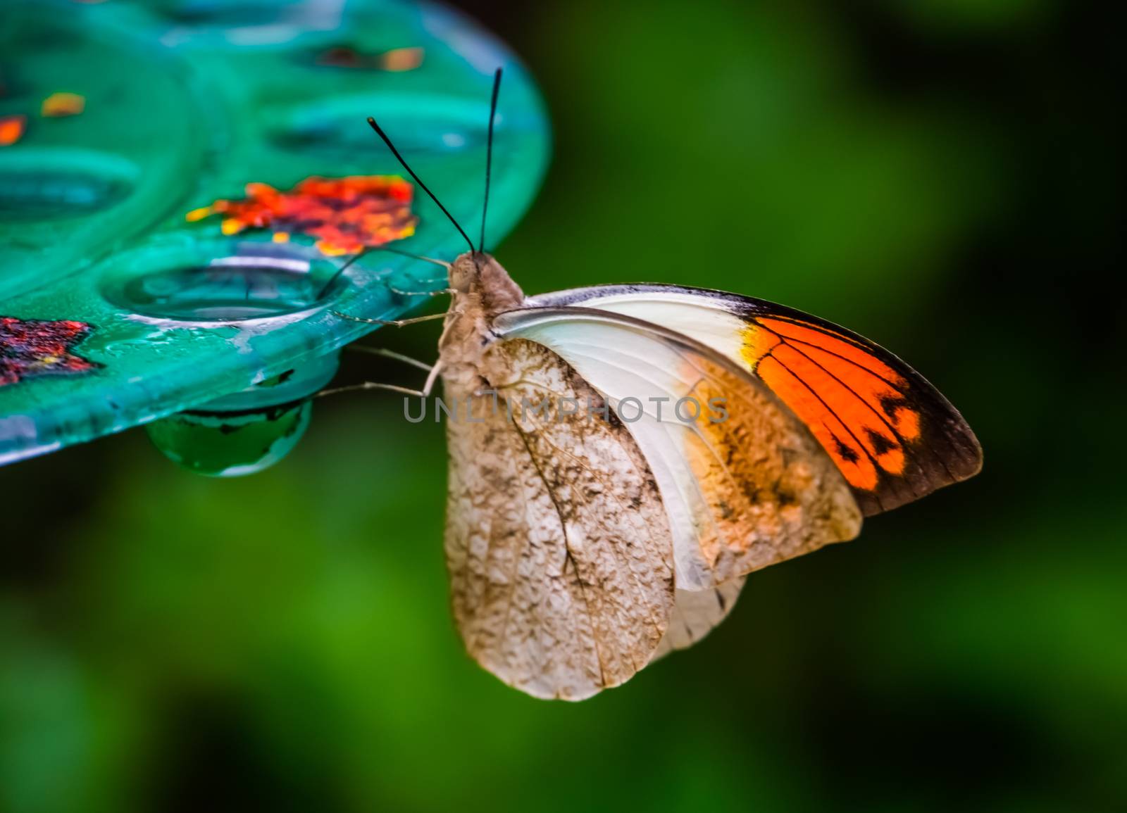 side view of a giant orange tip butterfly, beautiful tropical insect specie from Asia