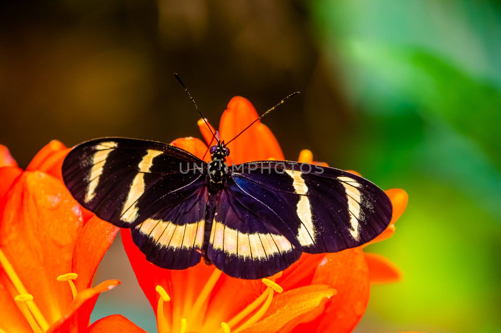 hewitson's longwing butterfly in macro closeup, tropical insect specie from Costa Rica, America by charlottebleijenberg