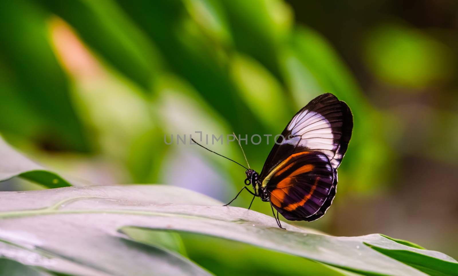 closeup of a postman butterfly on a leaf, nature background, tropical insect specie from America by charlottebleijenberg