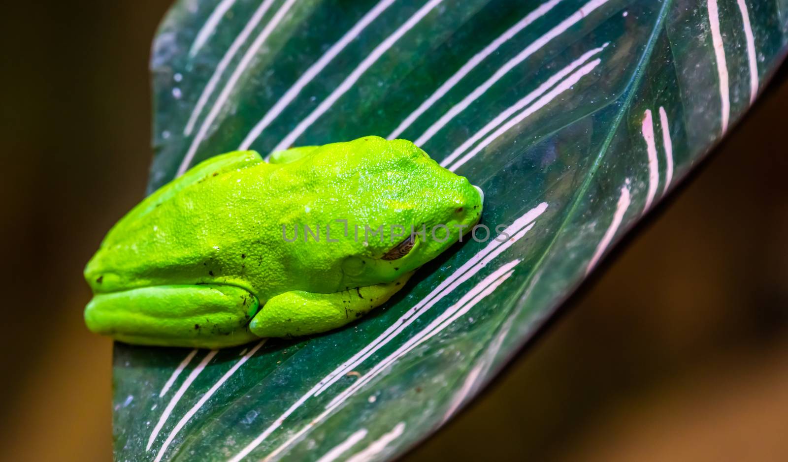 macro closeup of a red eyed tree frog sitting on a leaf, tropical amphibi by charlottebleijenberg