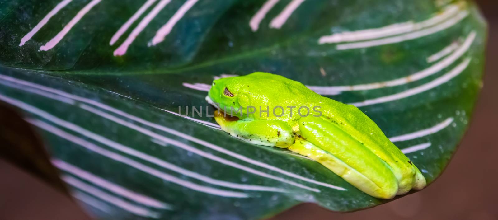 Red eyed tree frog sitting on a leaf, tropical amphibian specie from America by charlottebleijenberg