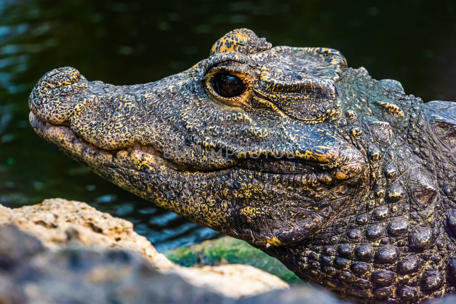 the face of a african dwarf crocodile in closeup, tropical and vulnerable reptile specie from Africa by charlottebleijenberg