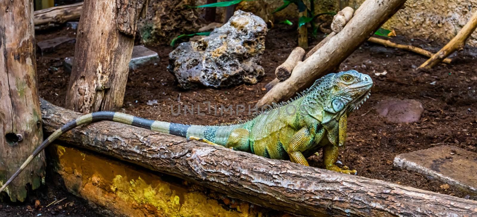 green american iguana in closeup, popular tropical reptile specie from America