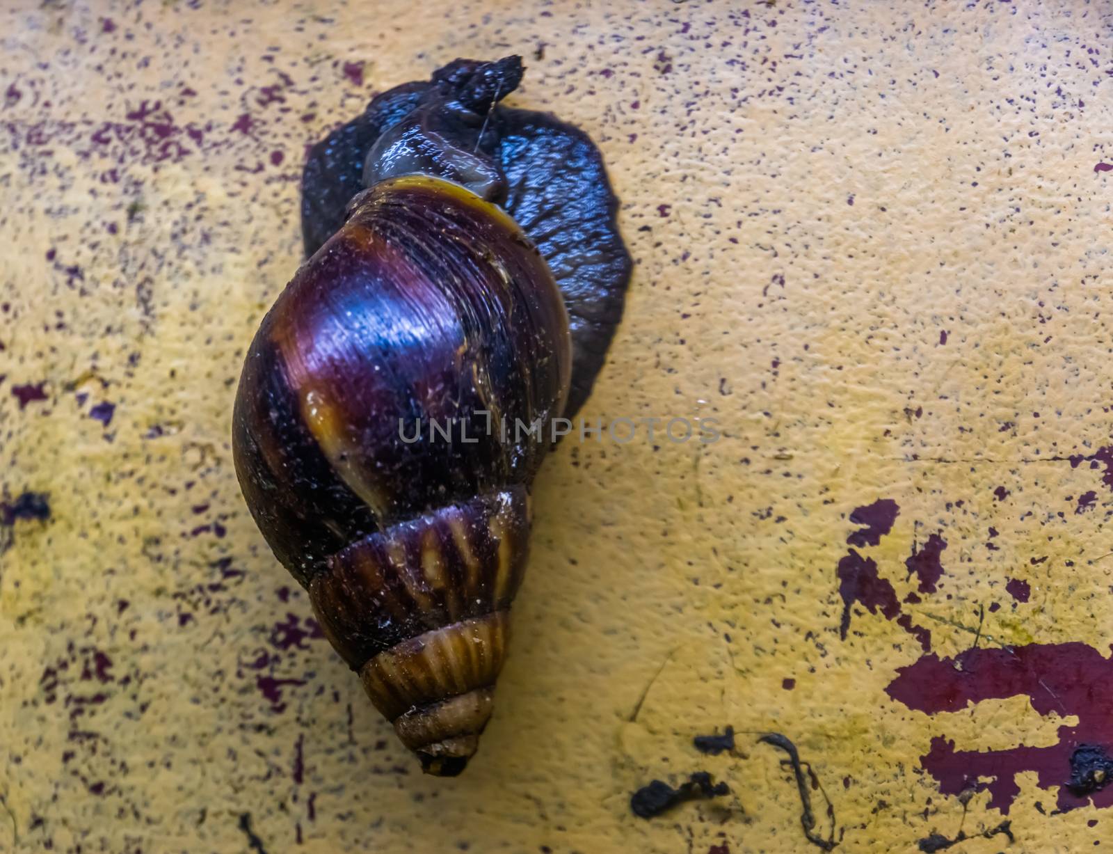 closeup of a giant african snail, a very popular tropical slug as food and pet, Traditional offering in the Candomble religion by charlottebleijenberg