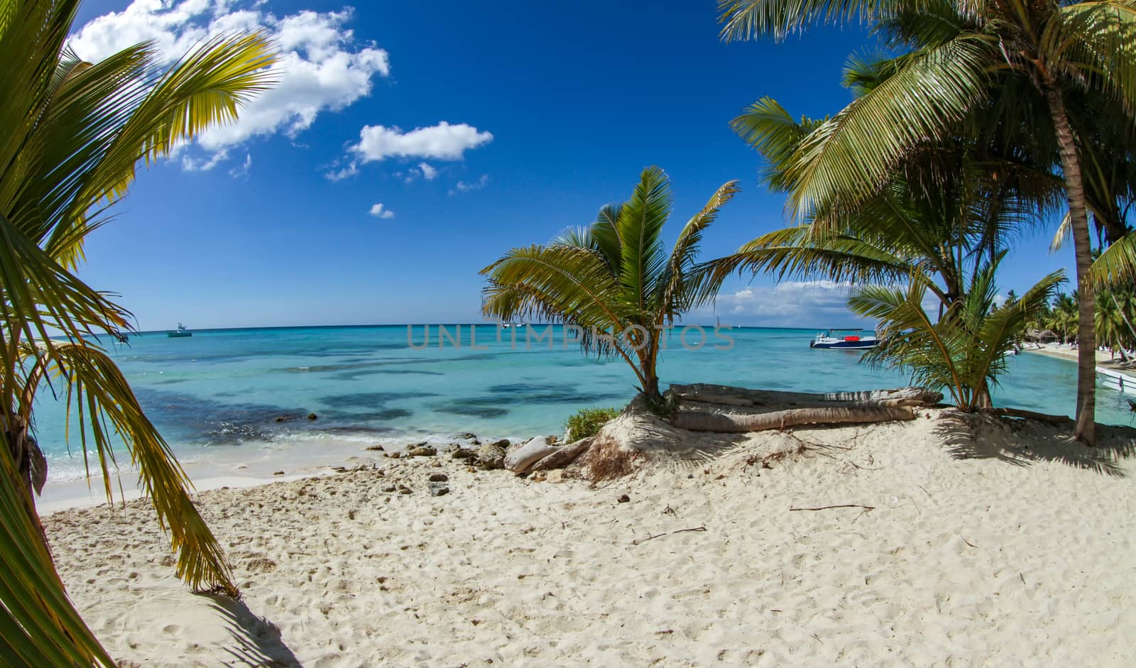 A small family of beautiful palm trees sit together at the edge of the sand on a beach on Saona Island near Punta Cana.