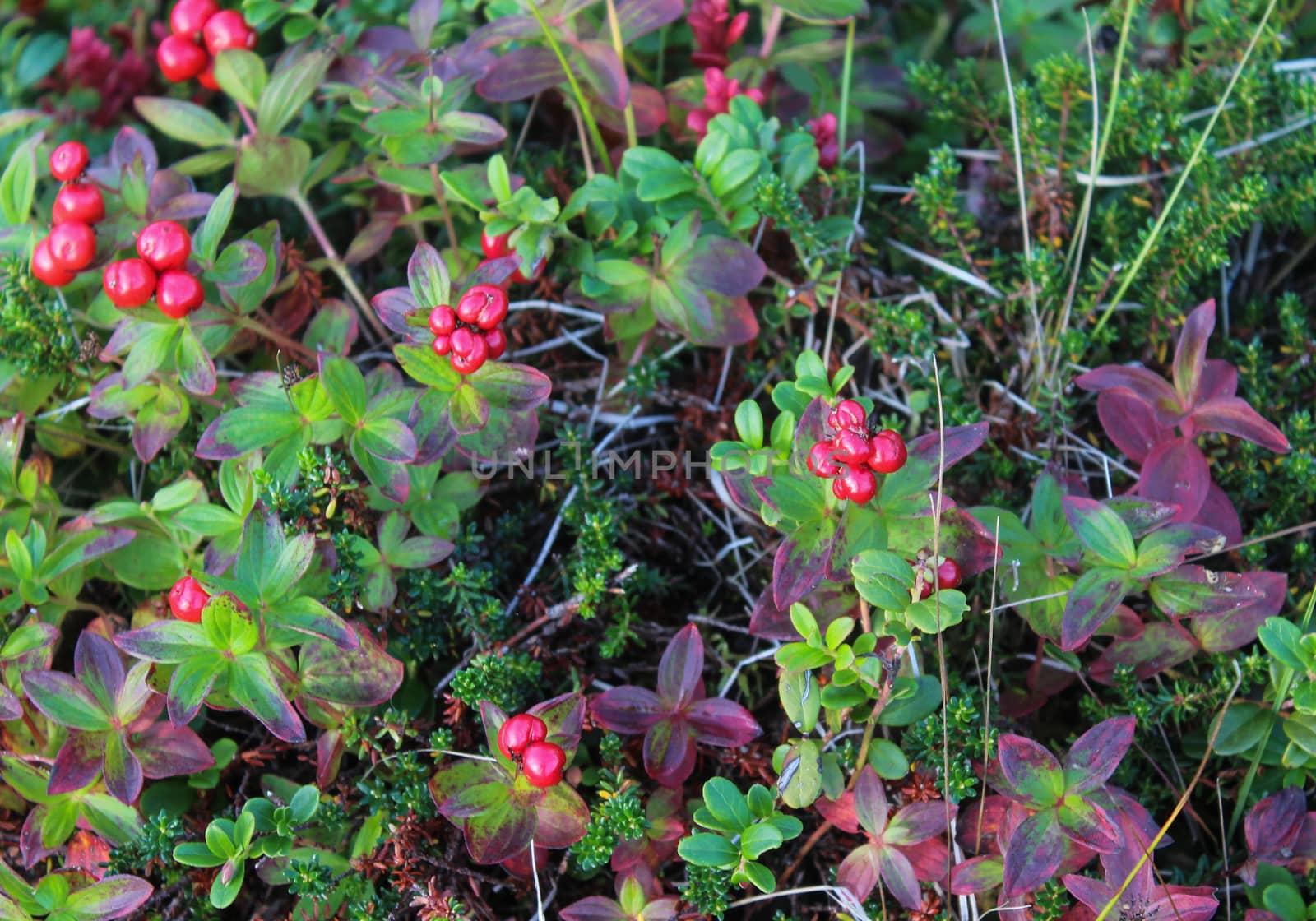 close up of Vaccinium vitis-idaea also know as lingonberry, partridgeberry, mountain cranberry or cowberry