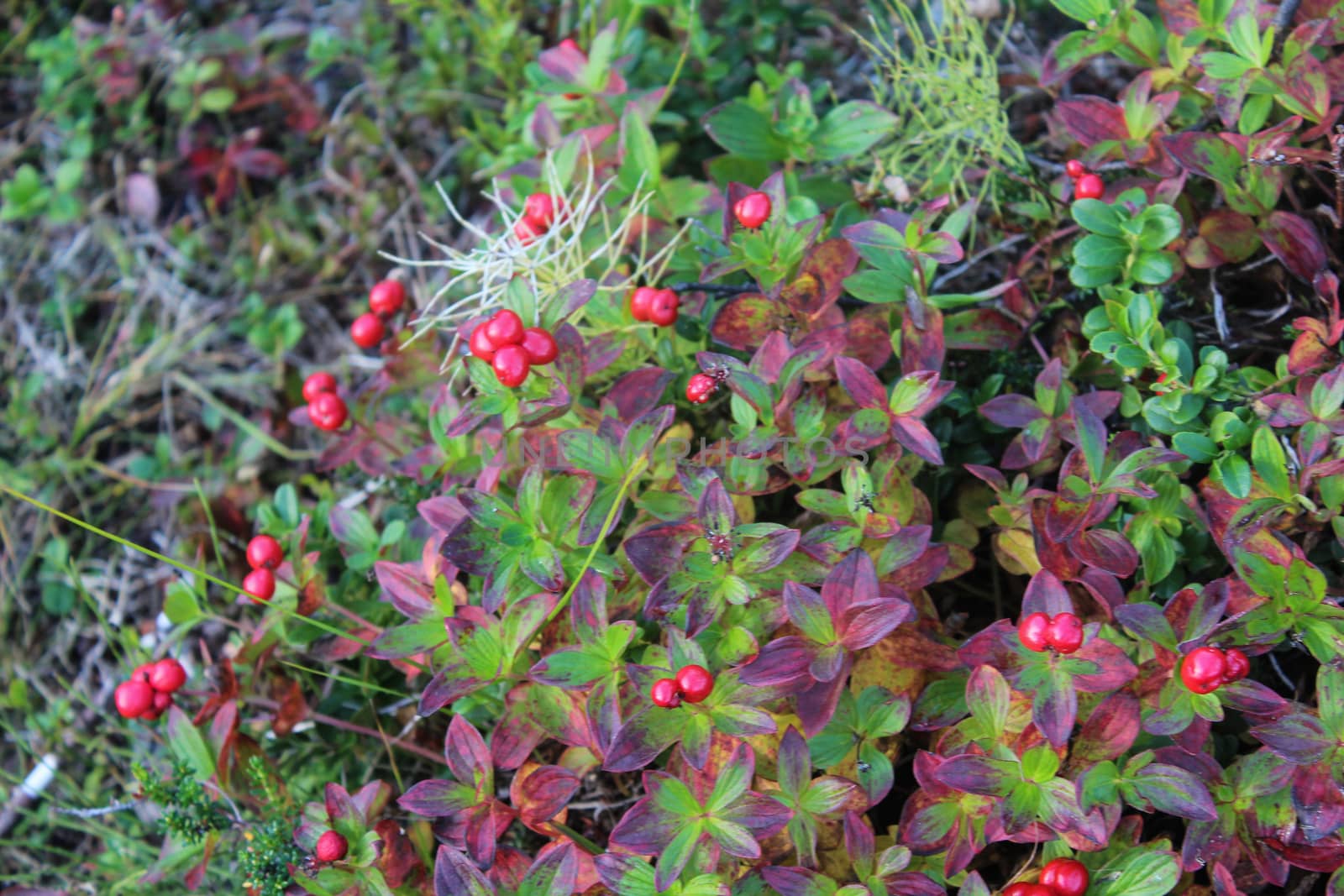 close up of Vaccinium vitis-idaea also know as lingonberry, partridgeberry, mountain cranberry or cowberry