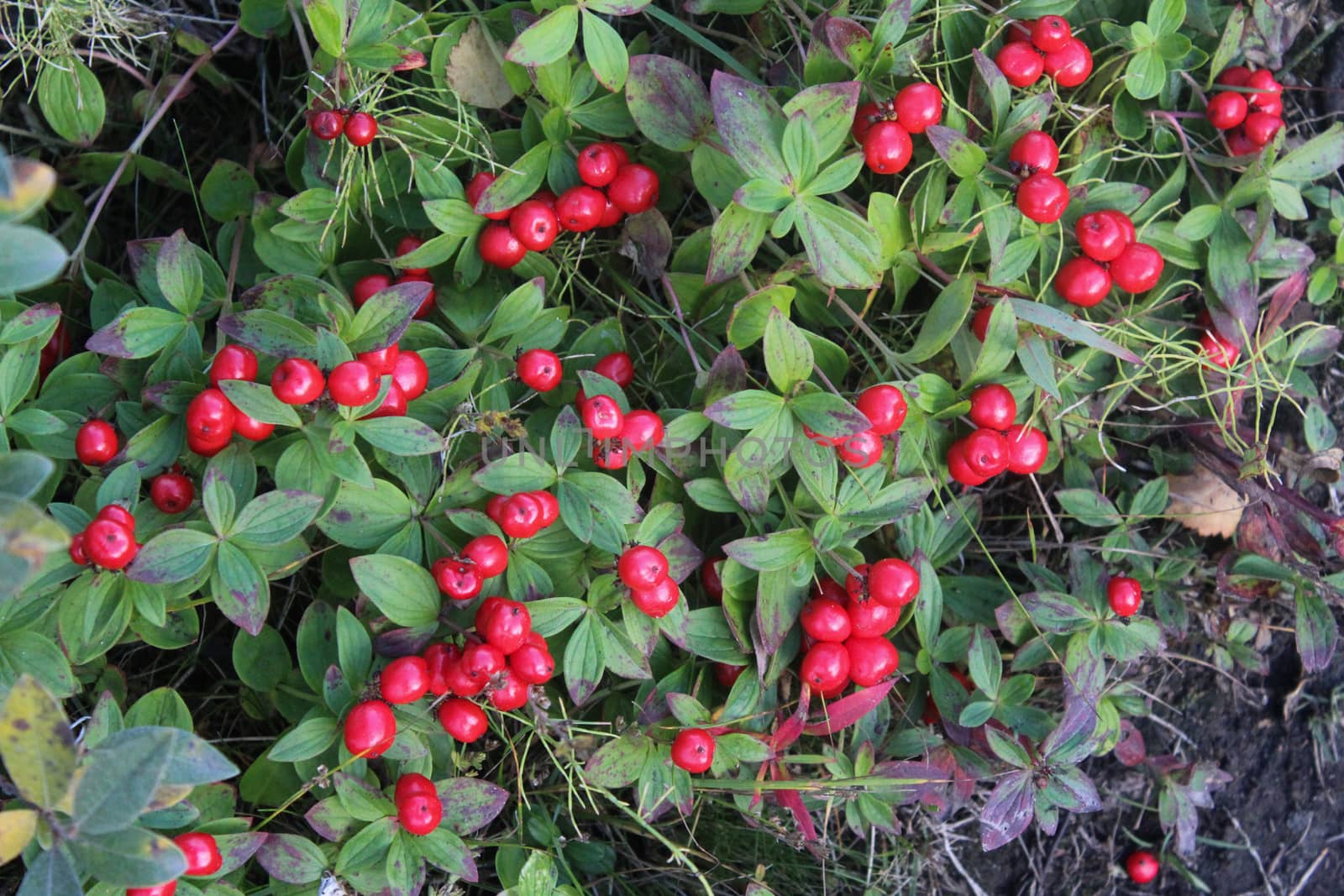 close up of Vaccinium vitis-idaea also know as lingonberry, partridgeberry, mountain cranberry or cowberry