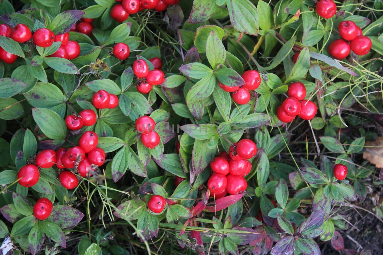 close up of Vaccinium vitis-idaea also know as lingonberry, partridgeberry, mountain cranberry or cowberry